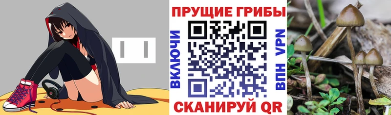 Галлюциногенные грибы Psilocybine cubensis  площадка наркотические препараты  Цимлянск 